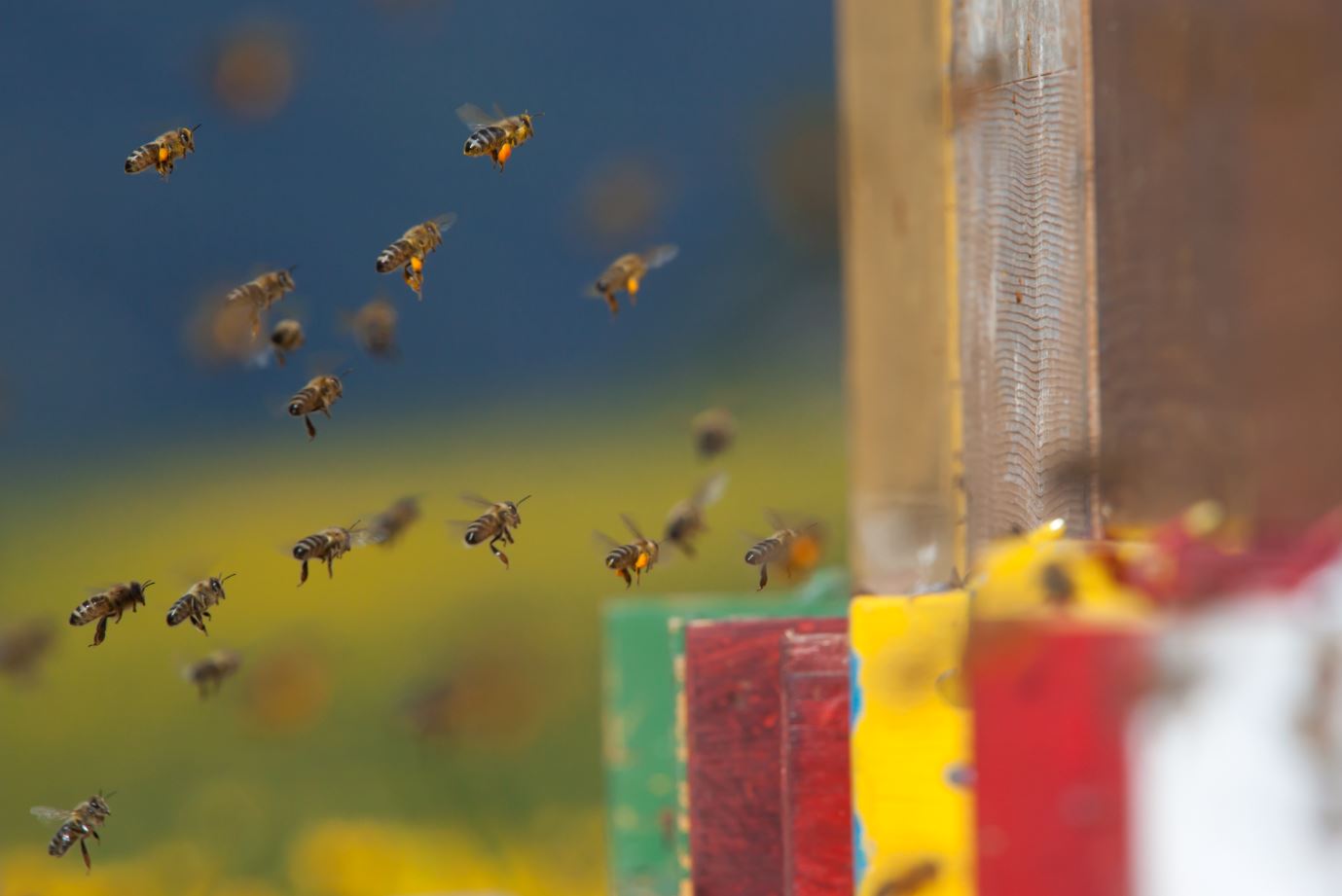 Bienenbestäubung im Südtirol © IDM Südtirol, Frieder Blickle