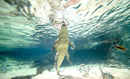Aquatis-Aquarium-Vivarium-crocodile-du-desert-2-©nuno-acacio