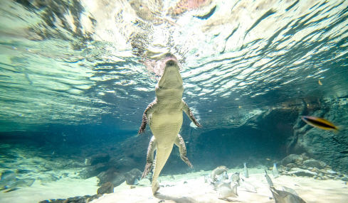 Aquatis-Aquarium-Vivarium-crocodile-du-desert-2-©nuno-acacio