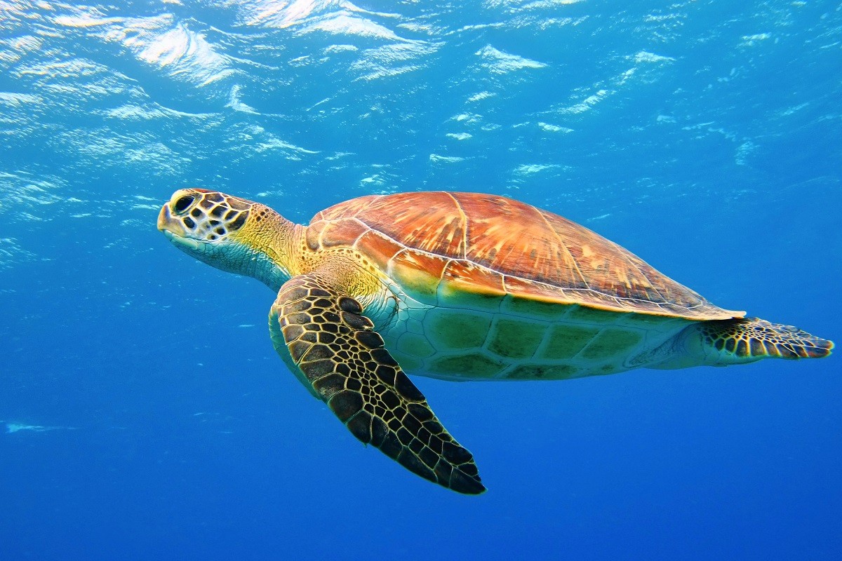 Eine Caretta Caretta Schildkröte in den Wassern von Antalya