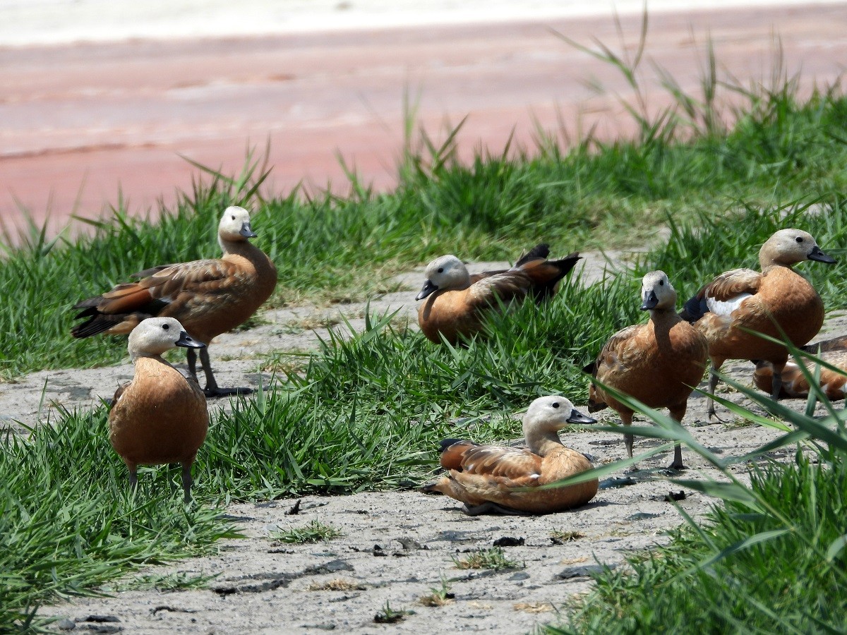 Vögel im Aras Vogelschutzgebiet