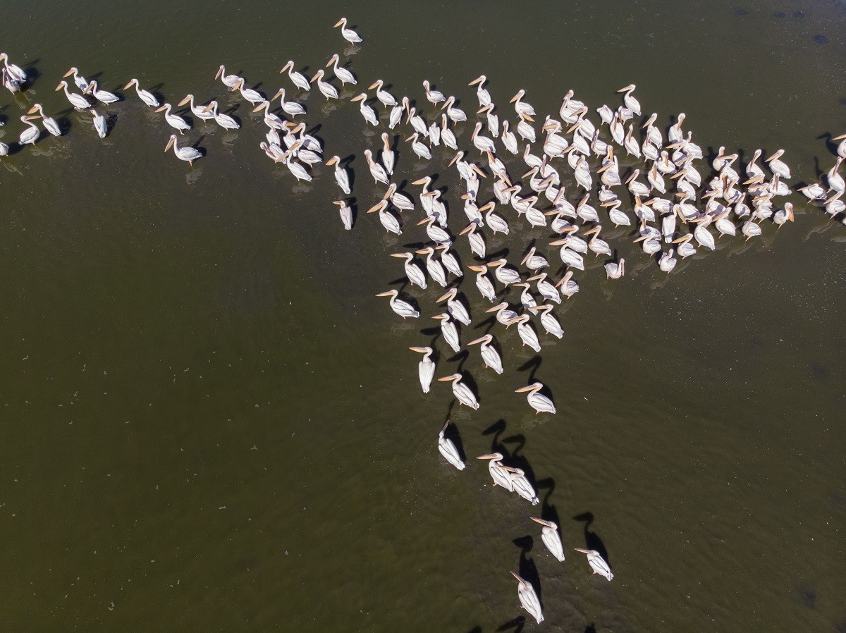 Luftaufnahme von wildlebenden Pelikanen im Balıkesir Manyas Kuş Cenneti National_Park