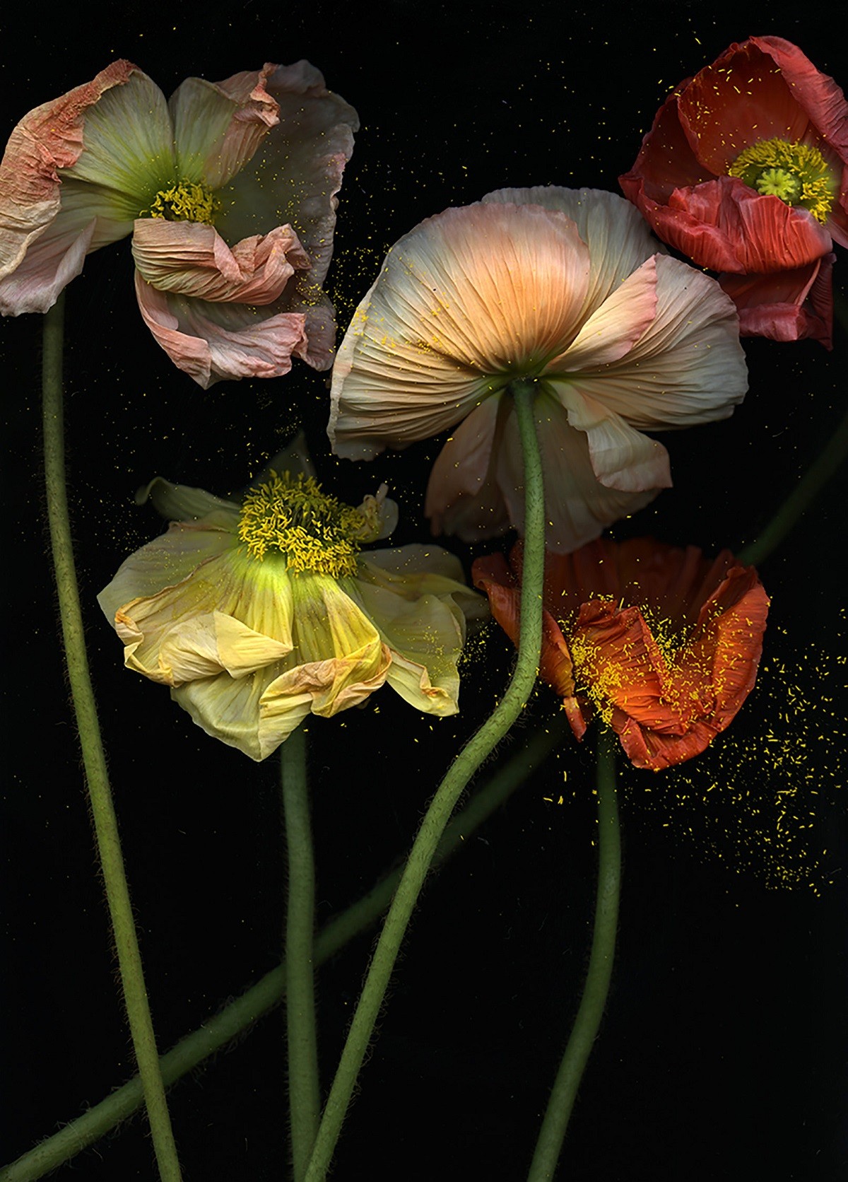 Floral Dreams von Emma Summerto