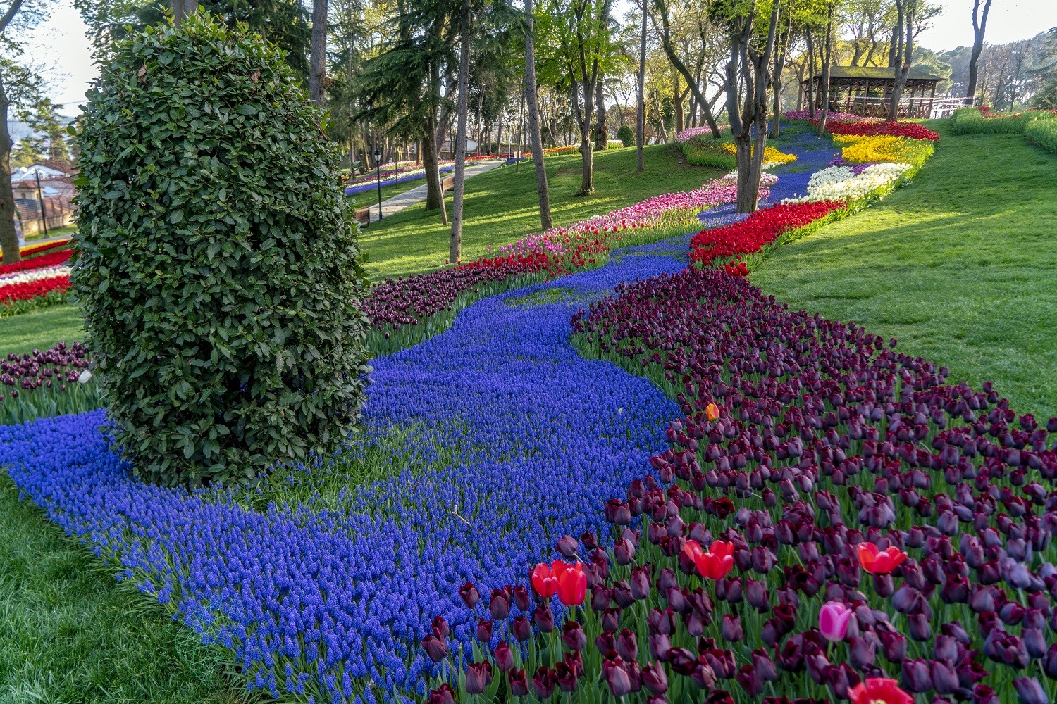 Die Vielfalt der Tulpen in Istanbul