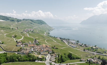 Weinreben im Waadtland