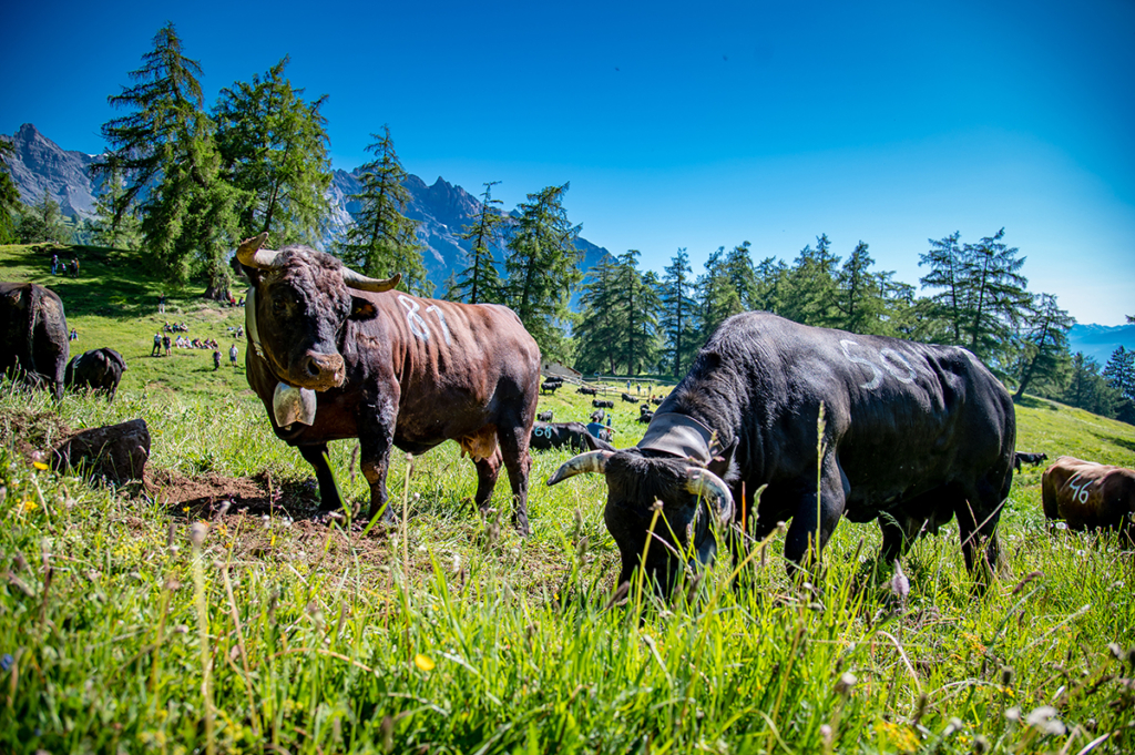 Die Alpen in der Umgebung von Ovronnaz sind die Heimat der Eringer-Kühe.