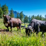 Die Alpen in der Umgebung von Ovronnaz sind die Heimat der Eringer-Kühe.