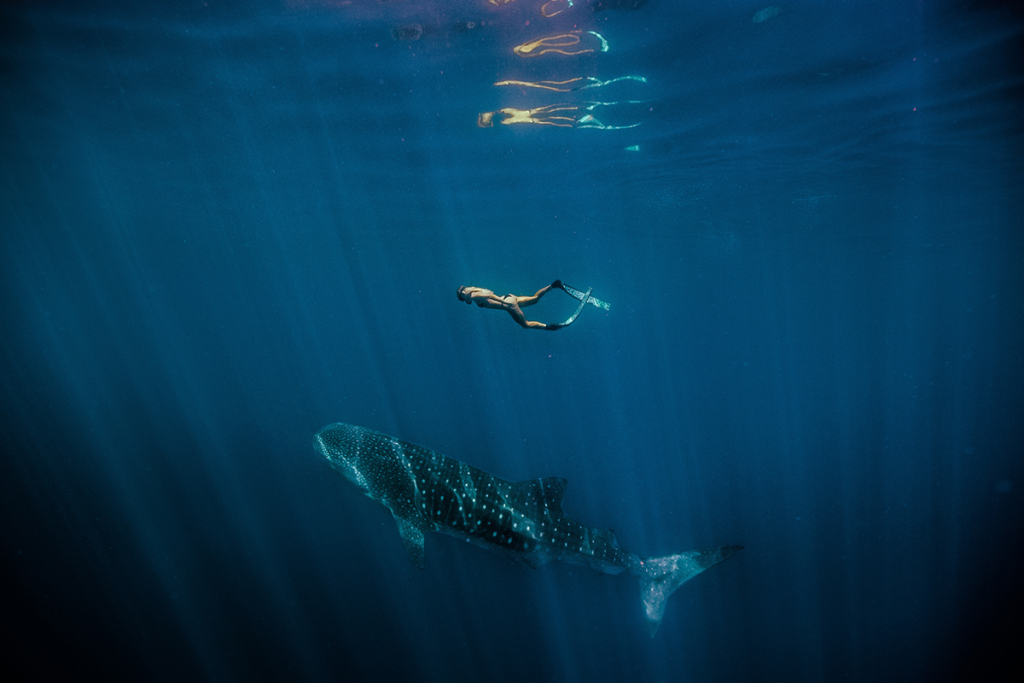 Sanfte Riesen: Walhaie am Ningaloo Reef in Westaustralien.