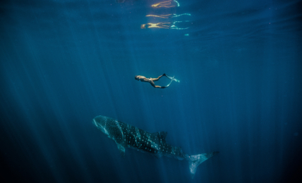 Sanfte Riesen: Walhaie am Ningaloo Reef in Westaustralien.