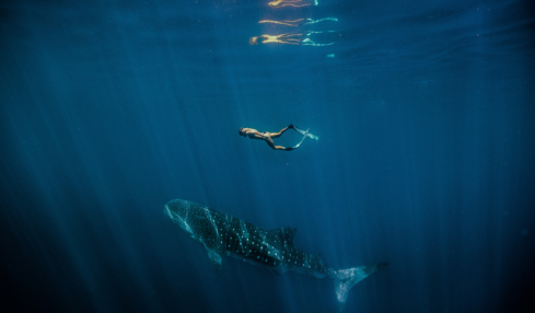 Sanfte Riesen: Walhaie am Ningaloo Reef in Westaustralien.