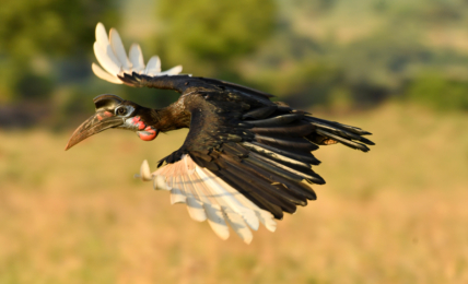 Nördlicher Hornrabe in Uganda