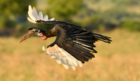 Nördlicher Hornrabe in Uganda