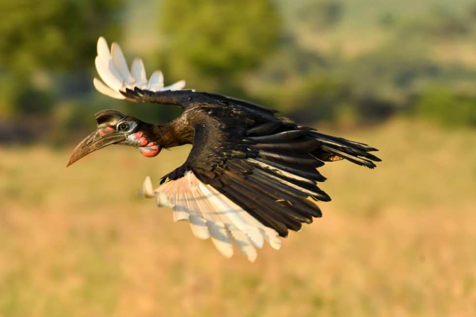 Nördlicher Hornrabe in Uganda