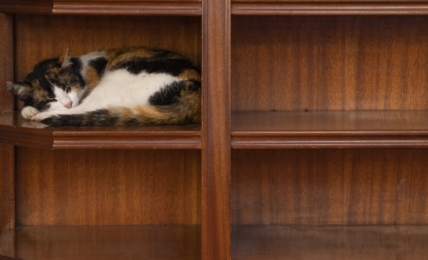 Katze schläft im Sideboard