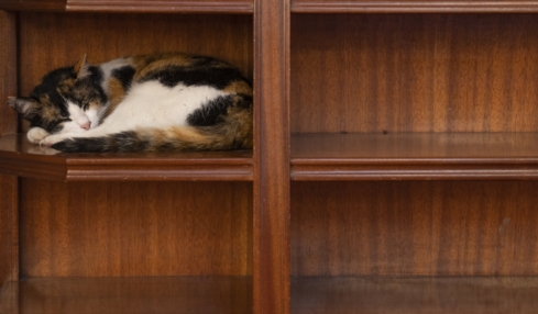 Katze schläft im Sideboard