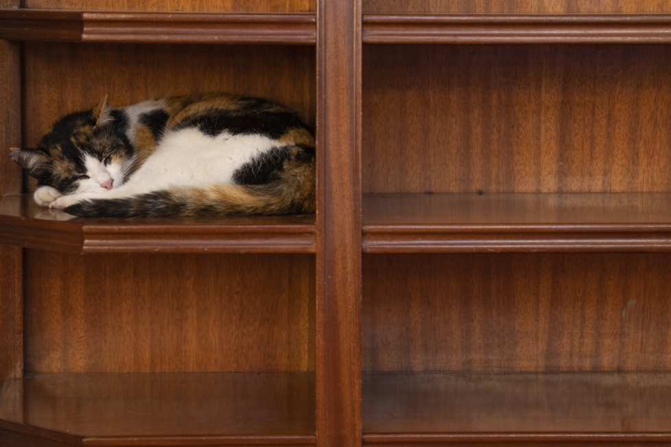 Katze schläft im Sideboard